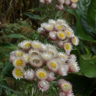 HELICHRYSUM FORMOSISSIMUM